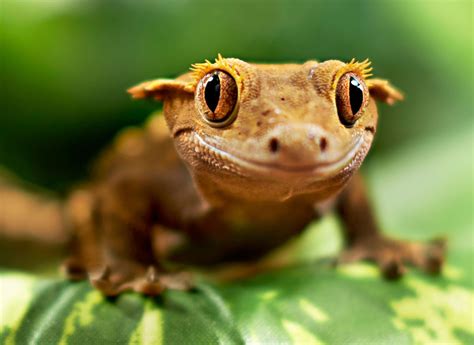 8 Irresistibly Cute Photos of Pet Reptiles