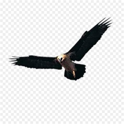 Free Hawk Flying Silhouette, Download Free Hawk Flying Silhouette png ...