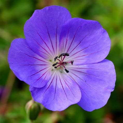 Geranium 'Rozanne' PBR 6" Pot - Hello Hello Plants