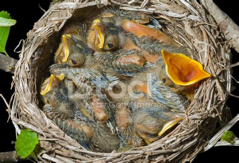 Nest Of Thrush Stock Photo | Royalty-Free | FreeImages