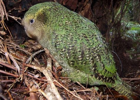 It Would Take 50 Million Years To Recover New Zealand’s Lost Bird Species