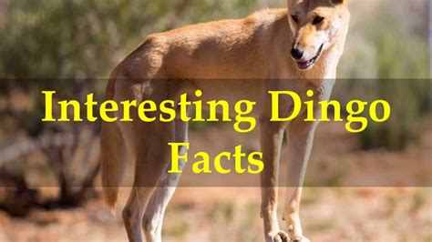 Interesting Dingo Facts - YouTube