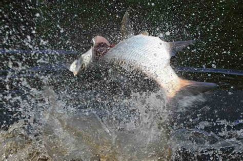 TARPON! - Tail Fly Fishing Magazine