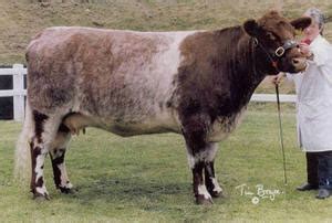 Beef Shorthorn | The Cattle Site