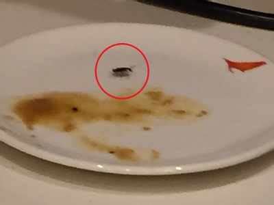 Cockroach found in meal served at Air India’s Delhi airport lounge | India News - Times of India