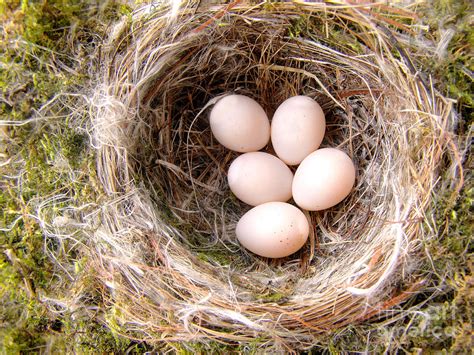 Eastern Phoebe Nest And Eggs Photograph by Angie Rea