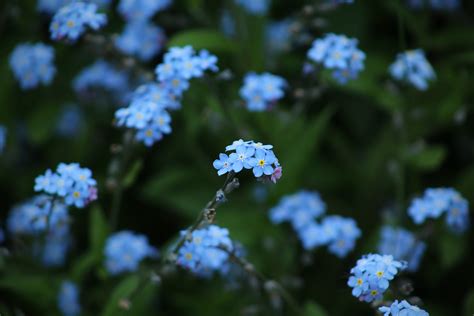 Free Images : nature, blossom, botany, flora, blue flower, wildflower, forget me not, periwinkle ...