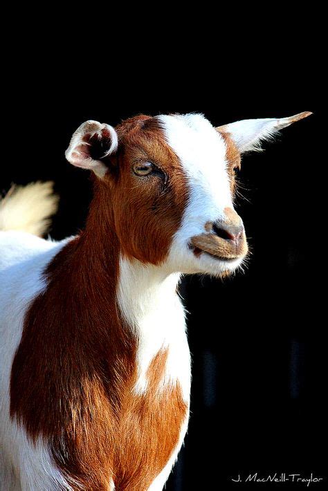 13 Fainting Goats ideas | fainting goat, goats, baby goats