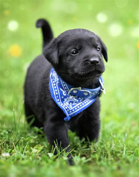 Black Lab Pup 1 Photograph by Jonathan Ross - Fine Art America