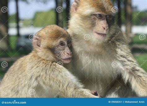 Two Monkeys playing stock image. Image of playing, bedfordshire - 49058351