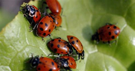 High-flying ladybug swarm shows up on National Weather Service radar - Los Angeles Times