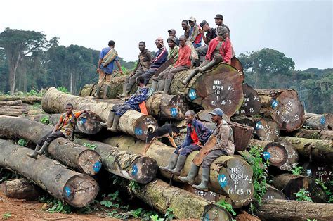 How Widespread Deforestation In Africa Risks Our Climate Future - Greenpeace Africa