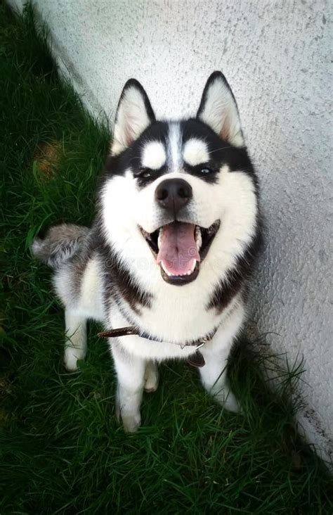 Funny Siberian Husky Smiling at the Photographer Stock Image - Image of smile, smiling: 258118339