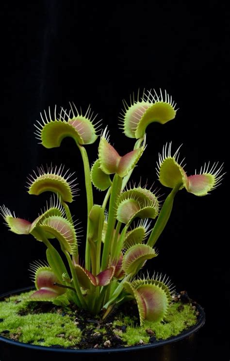 Jeremiah's Carnivorous Plants — Beautiful Venus Flytraps clones from the... | Weird plants ...