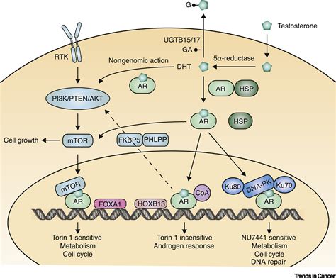 DNA-PK, Nuclear mTOR, and the Androgen Pathway in Prostate Cancer ...