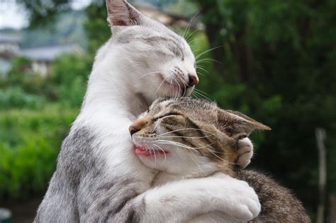 HD cats, hugging, couple, face, funny, cool Wallpaper | Download Free - 146741