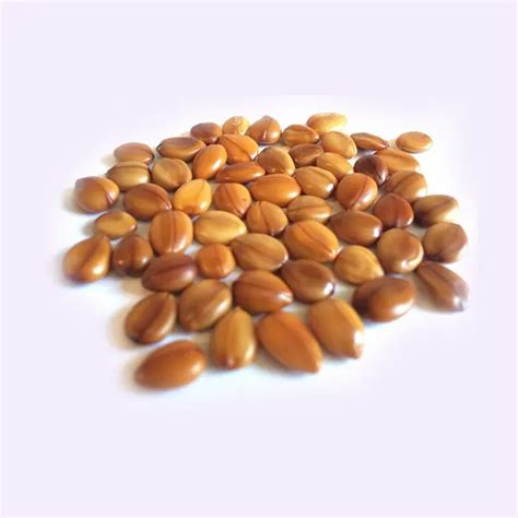 Cassia Fistula - RK Nursery and Seeds