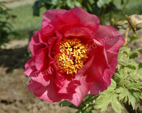 The Door County Sunset Peony | Adelman Peony Gardens