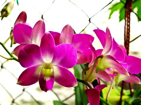 IMG_0939 Pink Orchids | from JL's garden | Bakeling | Flickr