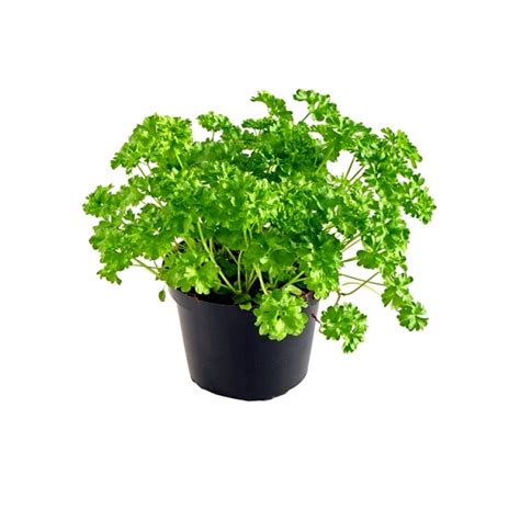 Buy Parsley herb Plant online at lowest price on plantsguru.com