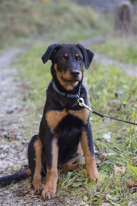 Rattador (Rottweiler Lab Mix) Dog Breed Information - 15 Things to Know | Your Dog Advisor