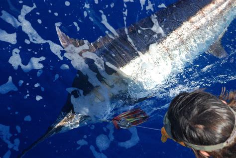 2020 Conservation Record: Blue Marlin