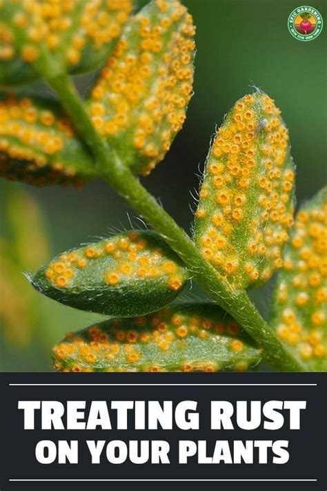 Various types of rust fungus cause damage to plants. We explore these ...