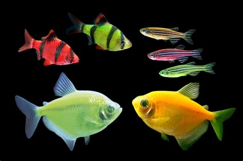 Choosing the Right Species of Fish for Your Aquarium | Habitattitude™