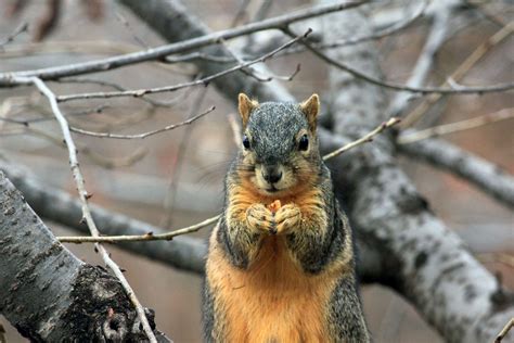 Squirrel Eating Nut Free Stock Photo - Public Domain Pictures