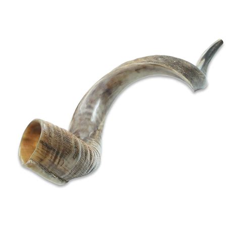 Shofar - Yemenite Extra Large - Galilee Calendars