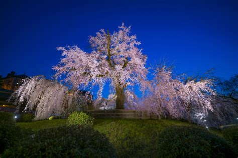 Kyoto Cherry Blossom Photo Update - Higashiyama - Travel Caffeine