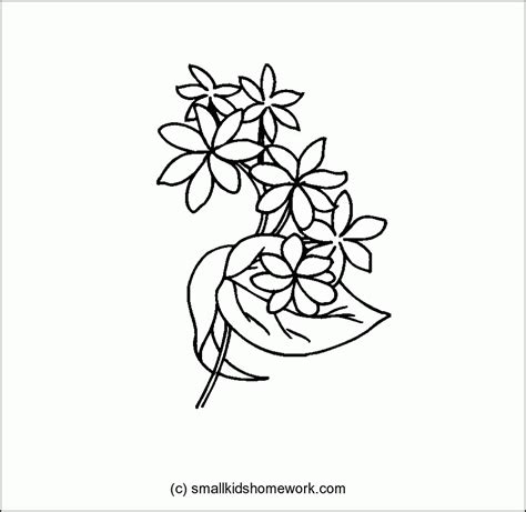 Jasmine Flower Coloring Pages