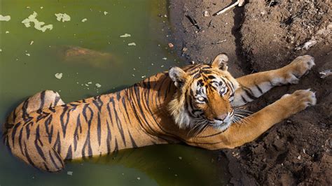 Tiger Security: The Need for Inclusive Conservation | RoundGlass | Sustain