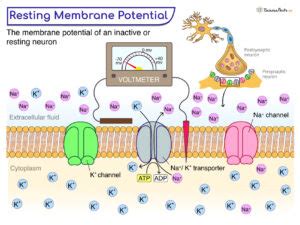 Resting Membrane Potential - Definition, Importance, and Diagram