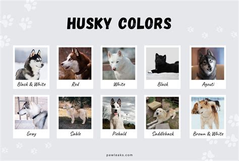 All Husky Colors Explained - from Red to Agouti | Husky colors, Husky ...