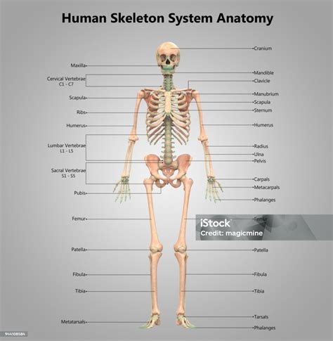 Human Skeleton System Label Design Anatomy Stock Photo - Download Image ...