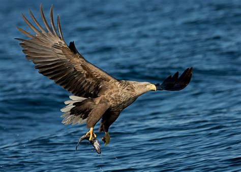 White-Tailed Eagle | Bird Identification Guide | Bird Spot