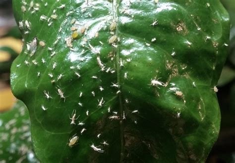 Aphids – On Indoor Citrus Tree | Walter Reeves: The Georgia Gardener