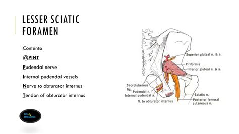 Greater Sciatic Foramen