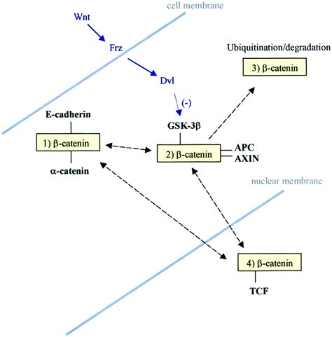 β-Catenin—A Linchpin in Colorectal Carcinogenesis? - The American Journal of Pathology