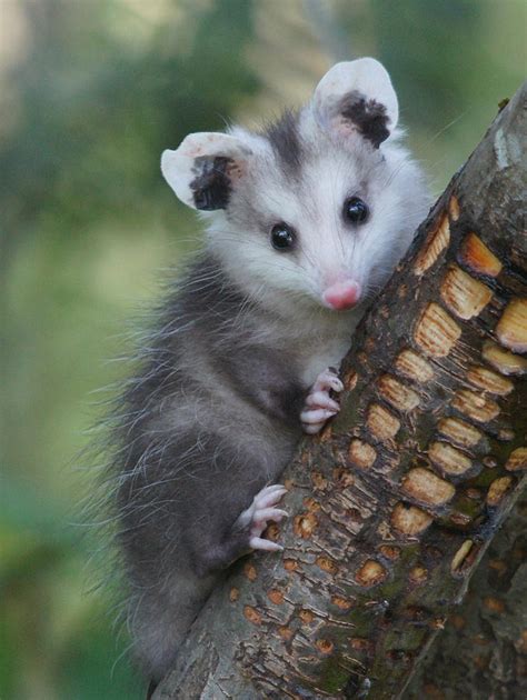 Baby Opossum Photograph by Adrienne Smith