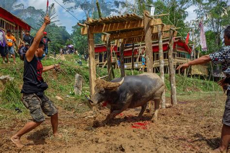 Tana Toraja Funeral Ceremony - water buffalo sacrifice - Travel Badger