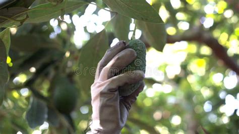 Harvesting Hass Avocados with a Pole Stock Video - Video of nutrition, food: 297097875