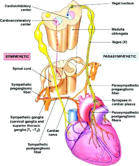 parasympathetic and sympathetic innervation of the heart anatomy ... | Anatomy Brain & Nervous ...