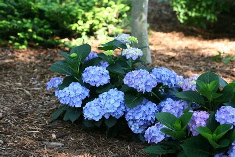 10 Types Of Hydrangeas for Small Gardens - Great Garden Plants