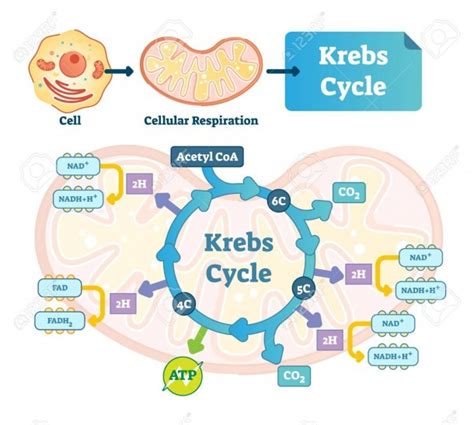 Krebs Cycle Vector Illustration Citric Tricarboxylic Acid Labeled ...