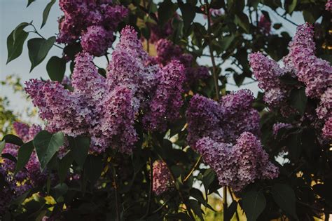 Lilac Trees - Loma Vista Nursery