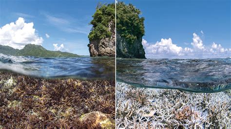 El Niño's warmth devastating reefs worldwide | Science | AAAS