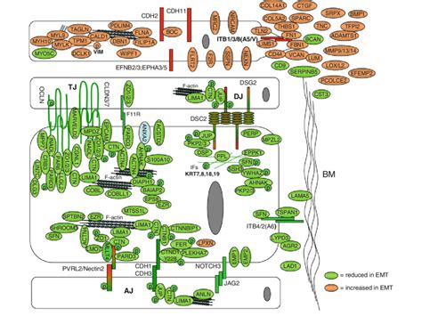 EMT associated cell-cell junction and cell-adhesion/ECM changes,... | Download Scientific Diagram