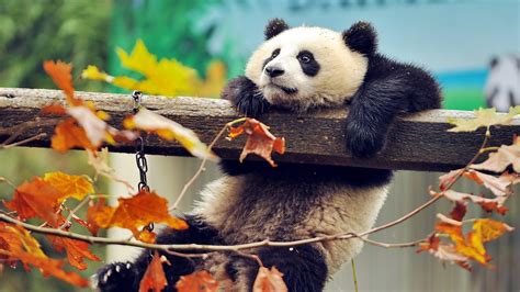 2048x1152 Cute Panda 2048x1152 Resolution HD 4k Wallpapers, Images, Backgrounds, Photos and Pictures